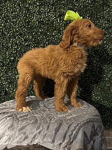 F1 Standard Goldendoodle Female Puppy named “Emory”. Weight between 55-65 lbs, Born on 10/23/24