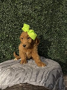 F1 Standard Goldendoodle Female Puppy named “Emory”. Weight between 55-65 lbs, Born on 10/23/24