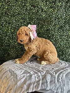 F1B Standard Goldendoodle Female Puppy “Jolly Rancher” weight between 55-65 lbs