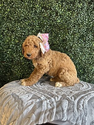 F1B Standard Goldendoodle Female Puppy “Jolly Rancher” weight between 55-65 lbs