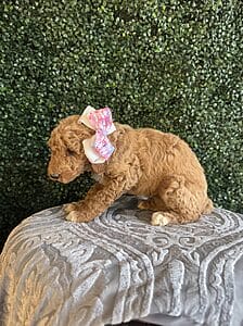 F1B Standard Goldendoodle Female Puppy “Jolly Rancher” weight between 55-65 lbs