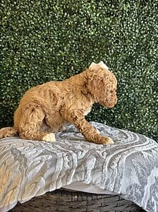 F1B Standard Goldendoodle Female Puppy “Jolly Rancher” weight between 55-65 lbs