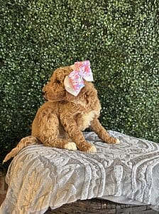 F1B Standard Goldendoodle Female Puppy “Jolly Rancher” weight between 55-65 lbs