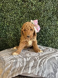 F1B Standard Goldendoodle Female Puppy “Jolly Rancher” weight between 55-65 lbs