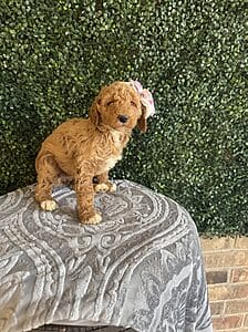 F1B Standard Goldendoodle Female Puppy “Jolly Rancher” weight between 55-65 lbs