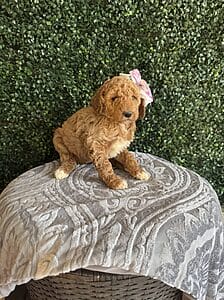 F1B Standard Goldendoodle Female Puppy “Jolly Rancher” weight between 55-65 lbs