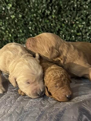 F1B Standard Goldendoodle Male Puppies “T.J.-1st Pick”. weight between 55-65 lbs