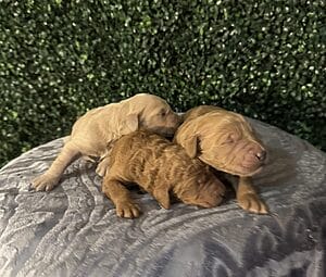 F1B Standard Goldendoodle Male Puppies “T.J.-1st Pick”. weight between 55-65 lbs