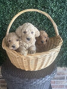 F1B Standard Goldendoodle Male Puppy “3rd Pick” 55-65 lbs, Born on 12/25/24