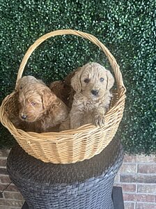 F1B Standard Goldendoodle Male Puppy “3rd Pick” 55-65 lbs, Born on 12/25/24