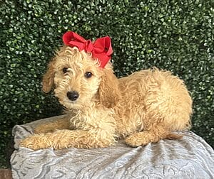 Female F1B Mini Goldendoodle Puppy “Rosie”. Weight between 25-35 lbs. Born on 12/12/24