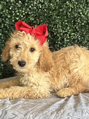 Female F1B Mini Goldendoodle Puppy “Rosie”. Weight between 25-35 lbs. Born on 12/12/24