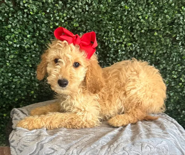 Female F1B Mini Goldendoodle Puppy “Rosie”. Weight between 25-35 lbs. Born on 12/12/24