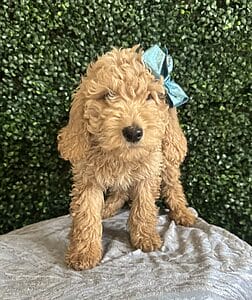 F1B Mini Goldendoodle Female Puppy “Gabby” 25-35 lbs. Born on 12/13/24