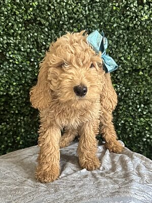 F1B Mini Goldendoodle Female Puppy “Gabby” 25-35 lbs. Born on 12/13/24