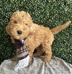 Male F1B Mini Goldendoodle Puppy “Mike” weight between 25-35 lbs. Born on 12/12/24