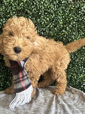 Male F1B Mini Goldendoodle Puppy “Mike” weight between 25-35 lbs. Born on 12/12/24