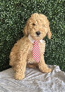 F1B Mini Goldendoodle Puppy “Sam” Male pups weight 25-35 lbs, Born on 12/13/24,