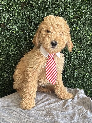 F1B Mini Goldendoodle Puppy “Sam” Male pups weight 25-35 lbs, Born on 12/13/24,