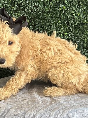 Female F1B Mini Goldendoodle Puppy “Angie” 25-35 lbs, Born on 12/13/24