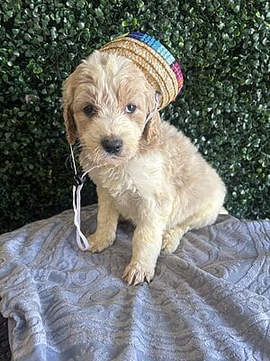 F1B Standard Goldendoodle Male Puppy “Luis” 55-65 lbs, Date of Birth 1/9/25,