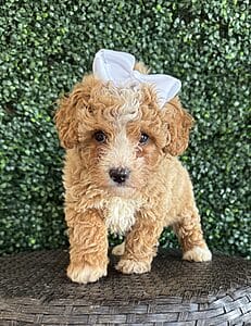 F1B Micro Goldendoodle Female Puppy “Bonita” 15-25 lbs