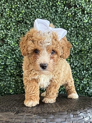 F1B Micro Goldendoodle Female Puppy “Bonita” 15-25 lbs