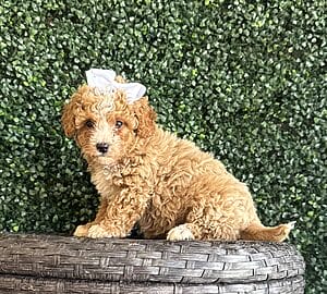 F1B Micro Goldendoodle Female Puppy “Bonita” 15-25 lbs