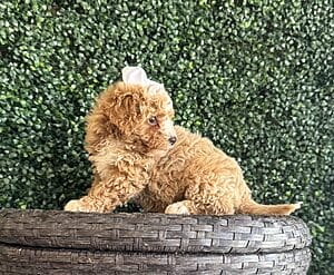 F1B Micro Goldendoodle Female Puppy “Bonita” 15-25 lbs