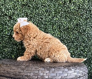 F1B Micro Goldendoodle Female Puppy “Bonita” 15-25 lbs