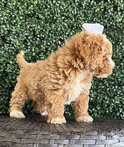 F1B Micro Goldendoodle Female Puppy “Bonita” 15-25 lbs