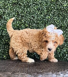 F1B Micro Goldendoodle Female Puppy “Bonita” 15-25 lbs