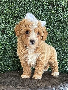 F1B Micro Goldendoodle Female Puppy “Bonita” 15-25 lbs