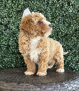 F1B Micro Goldendoodle Female Puppy “Bonita” 15-25 lbs