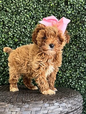 F1B Micro Goldendoodle Female Puppy “Daniella” 15-25 lbs