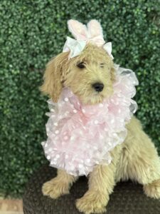 F1B Standard Goldendoodle Female Puppy “Joellen” 55-65 lbs 1
