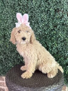 F1B Standard Goldendoodle Female Puppy “Joellen” 55-65 lbs 2