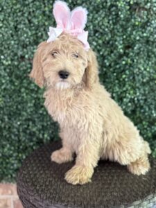 F1B Standard Goldendoodle Female Puppy “Joellen” 55-65 lbs 3