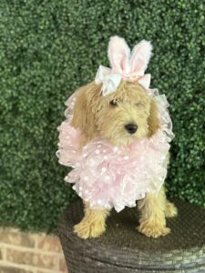 F1B Standard Goldendoodle Female Puppy “Joellen” 55-65 lbs 4