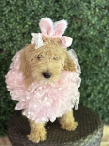 F1B Standard Goldendoodle Female Puppy “Joellen” 55-65 lbs 5
