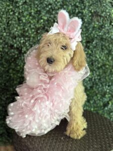 F1B Standard Goldendoodle Female Puppy “Joellen” 55-65 lbs 6
