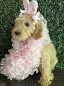 F1B Standard Goldendoodle Female Puppy “Joellen” 55-65 lbs 7