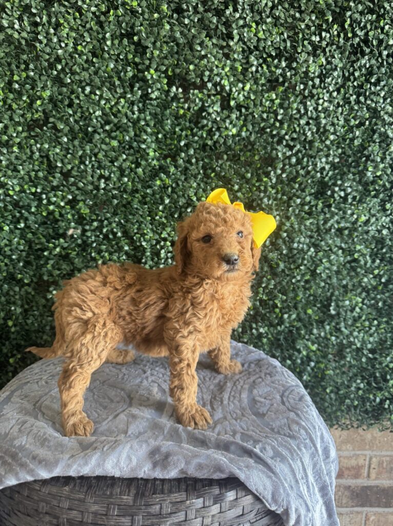 Bringing Home a Goldendoodle Puppy