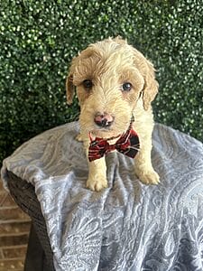 F1B Standard Goldendoodle Puppy “Monty” 55-65 lbs. Male puppy Born on 1/9/25.