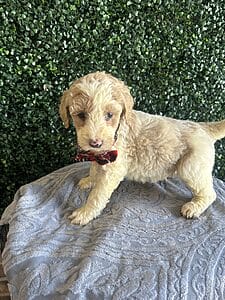 F1B Standard Goldendoodle Puppy “Monty” 55-65 lbs. Male puppy Born on 1/9/25.