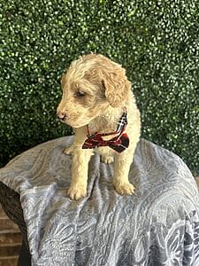 F1B Standard Goldendoodle Puppy “Monty” 55-65 lbs. Male puppy Born on 1/9/25.