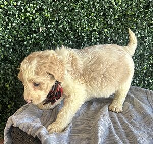 F1B Standard Goldendoodle Puppy “Monty” 55-65 lbs. Male puppy Born on 1/9/25.