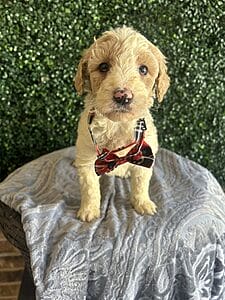 F1B Standard Goldendoodle Puppy “Monty” 55-65 lbs. Male puppy Born on 1/9/25.