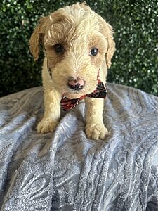 F1B Standard Goldendoodle Puppy “Monty” 55-65 lbs. Male puppy Born on 1/9/25.