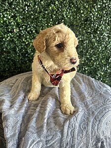 F1B Standard Goldendoodle Puppy “Monty” 55-65 lbs. Male puppy Born on 1/9/25.